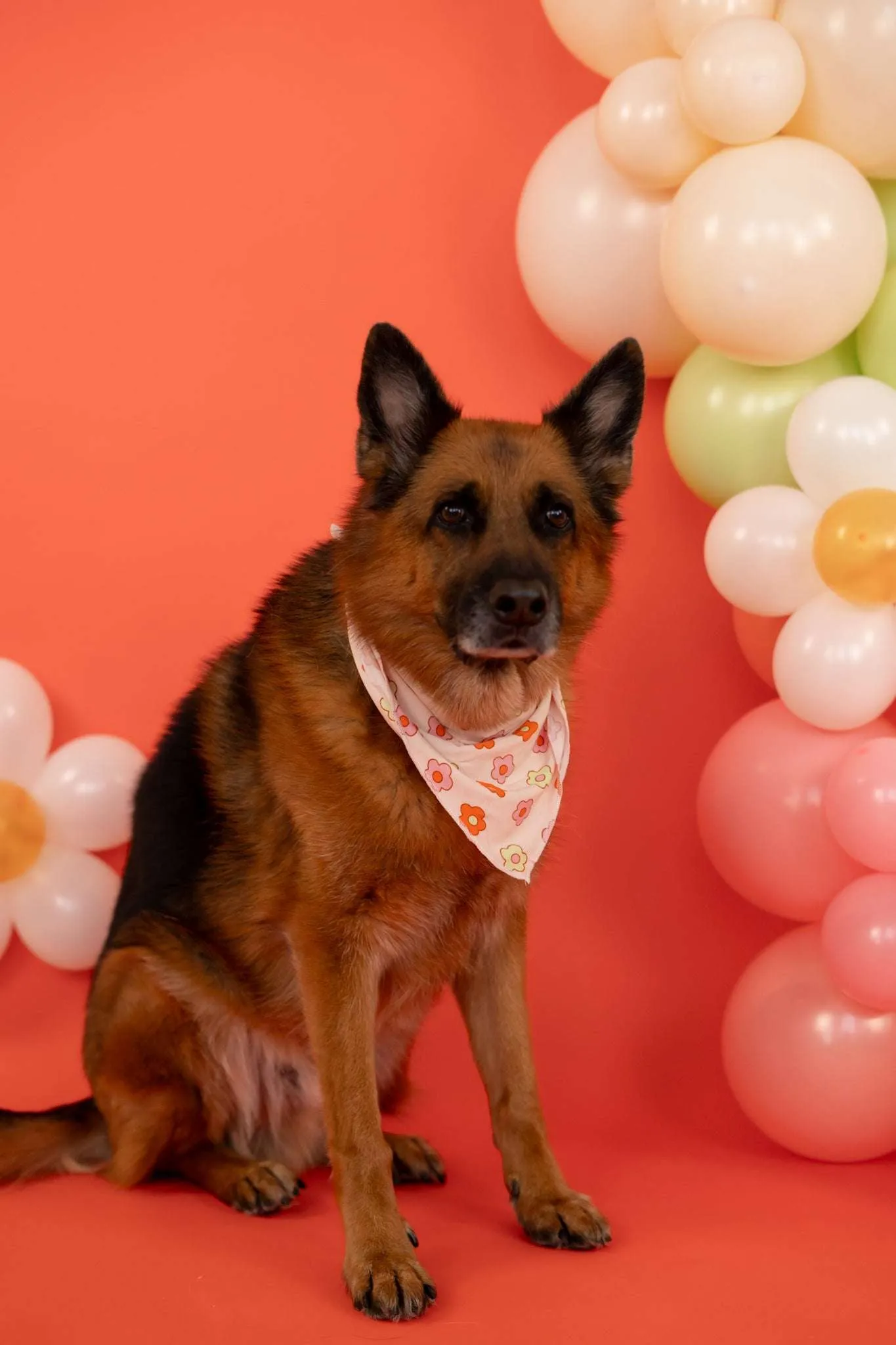 Feel'n Flowerful Dream Dog Bandana