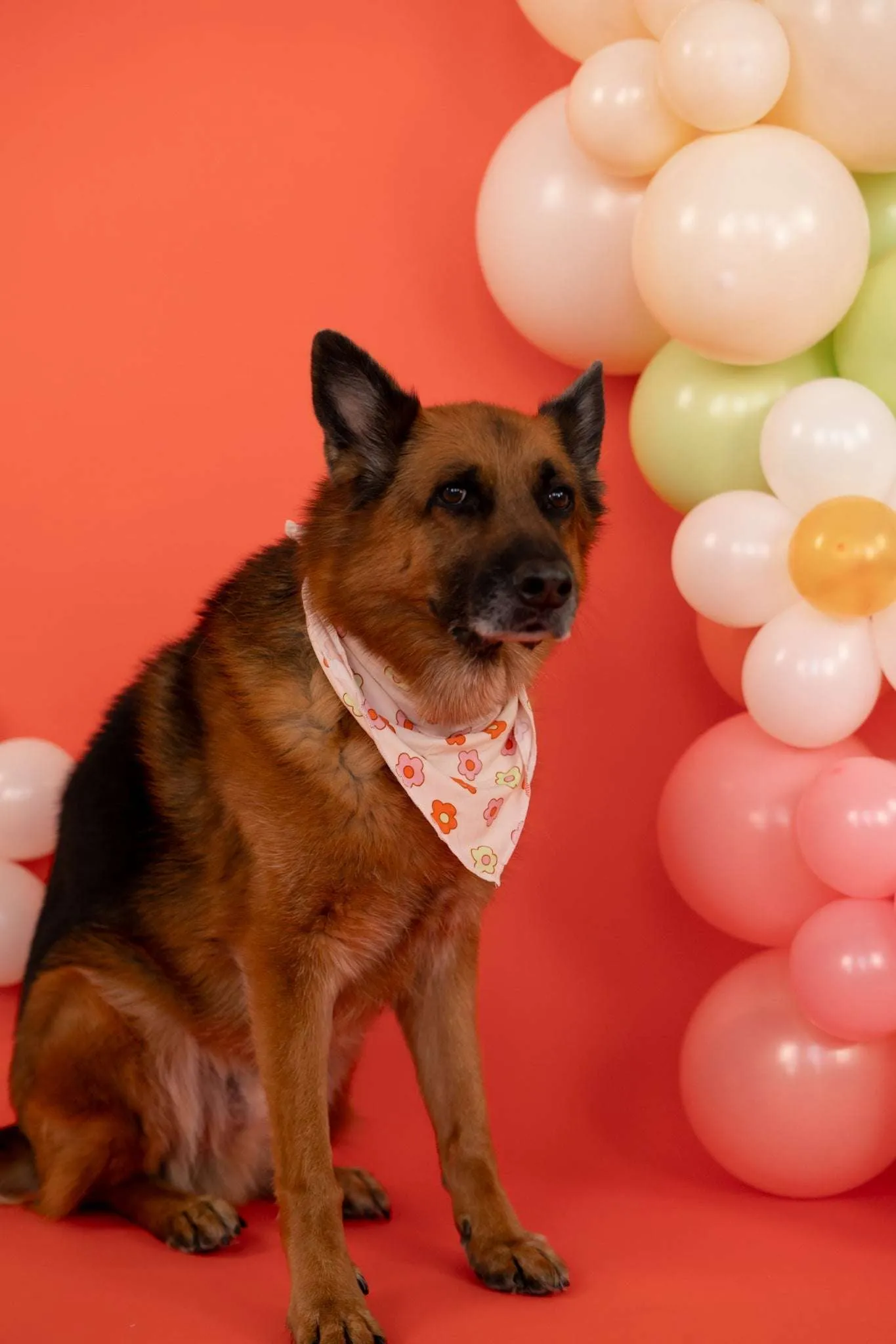 Feel'n Flowerful Dream Dog Bandana